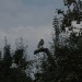 mini-IMG_1287